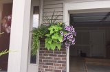 Window boxes and annual plantings 1