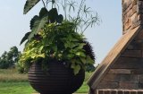 Window boxes and annual plantings 2