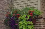 Window boxes and annual plantings 3