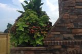 Window boxes and annual plantings 4
