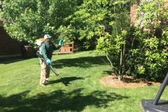 Inspection of tree after mosquito application
