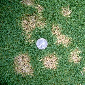 Good Lawn Care is the Best Prevention Against Lawn Diseases That Don’t Respond Well to Treatment