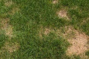 brown spots in grass