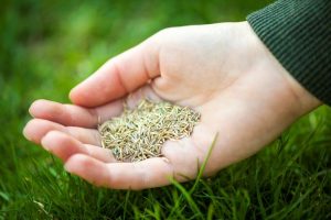 Lawn Tips - When Is The Best Time To Reseed Your Lawn?