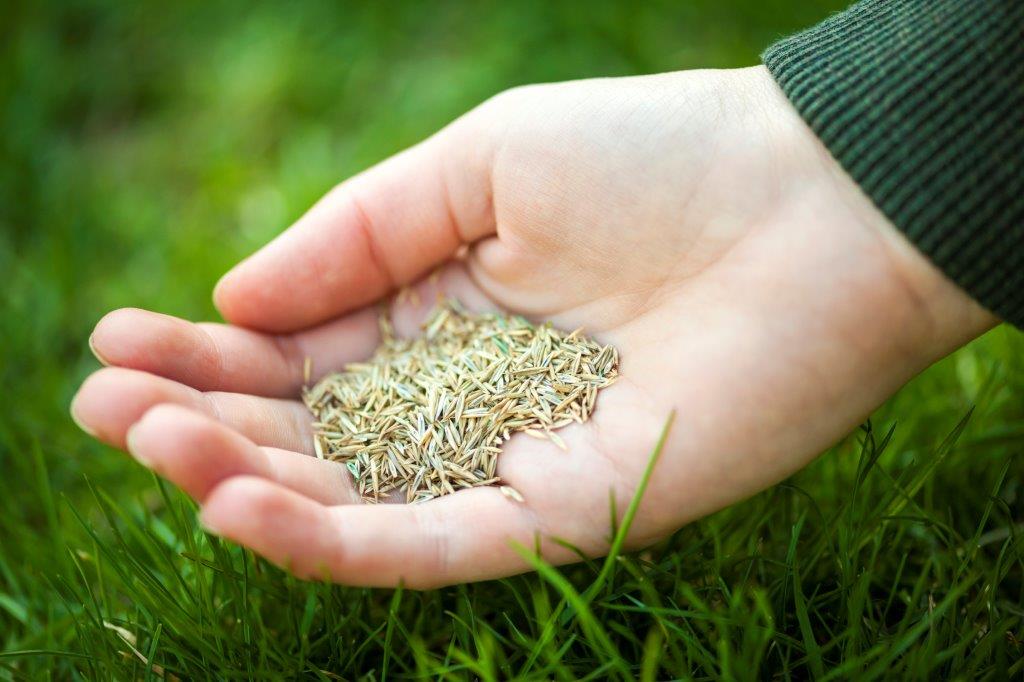 Lawn Tips – When Is The Best Time To Reseed Your Lawn?