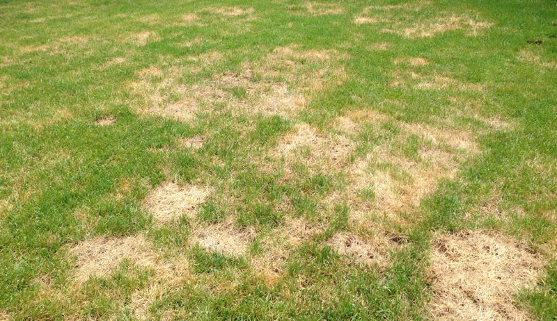 Fungus Is No Friend To Your Lawn Learn How To Keep Your Lawn Disease Free 