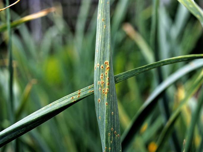 Lawn Tips – How To Recognize and Remove Fungal Rust Disease From Your Lawn