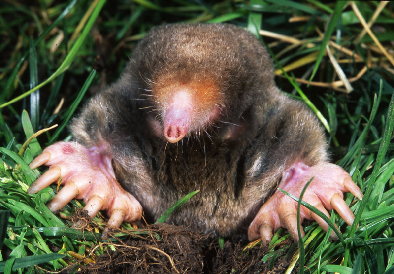 What is Invading Your Lawn? Moles or Voles and Why It Matters!