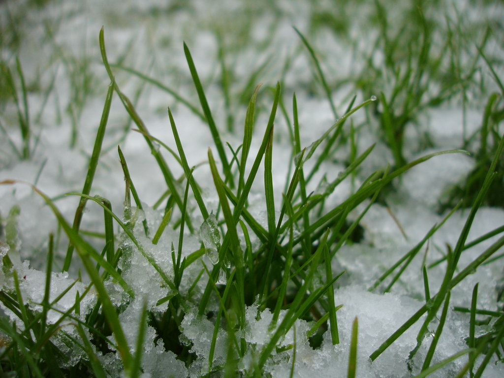 Snow and grass