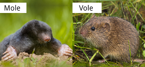 What Is Invading Your Lawn Moles Or Voles And Why It Matters,Eastlake Furniture Chairs