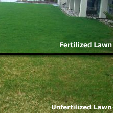 Do I Need To Fertilize My Lawn Every Year? Yes and Here are Some Tips on How to Do it Correctly…