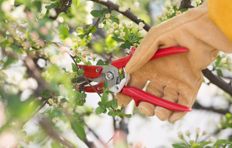 Landscaping Tips – When to Prune Your Trees and Shrubs And What To ...