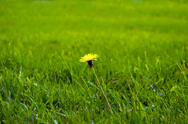 Lawn Maintenance Tips – Ways to Prevent Dandelions From Popping Up In Your Lawn!