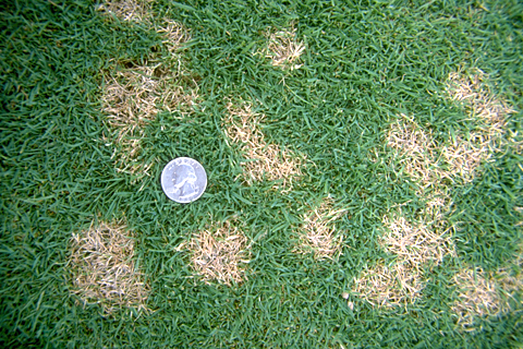 Lawn Care Tips – What Causes Dollar Spot and How to Control It From Overcoming Your Lawn…
