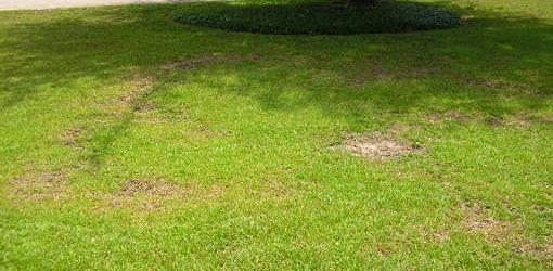 Fungal Diseases In Your Lawn? Here Are the Steps To Follow To Take Control Before It’s Too Late