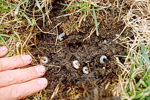 Landscaping and Lawn Tips – How To Get Rid of Grubs Worms In Your Lawn
