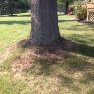 Landscaping Tips – How to Keep Compacted Soil From Threating the Health of Your Trees