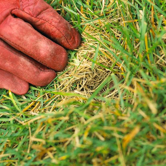 You Can Prevent Large Lawn Disease Outbreaks By Knowing What to Look For…
