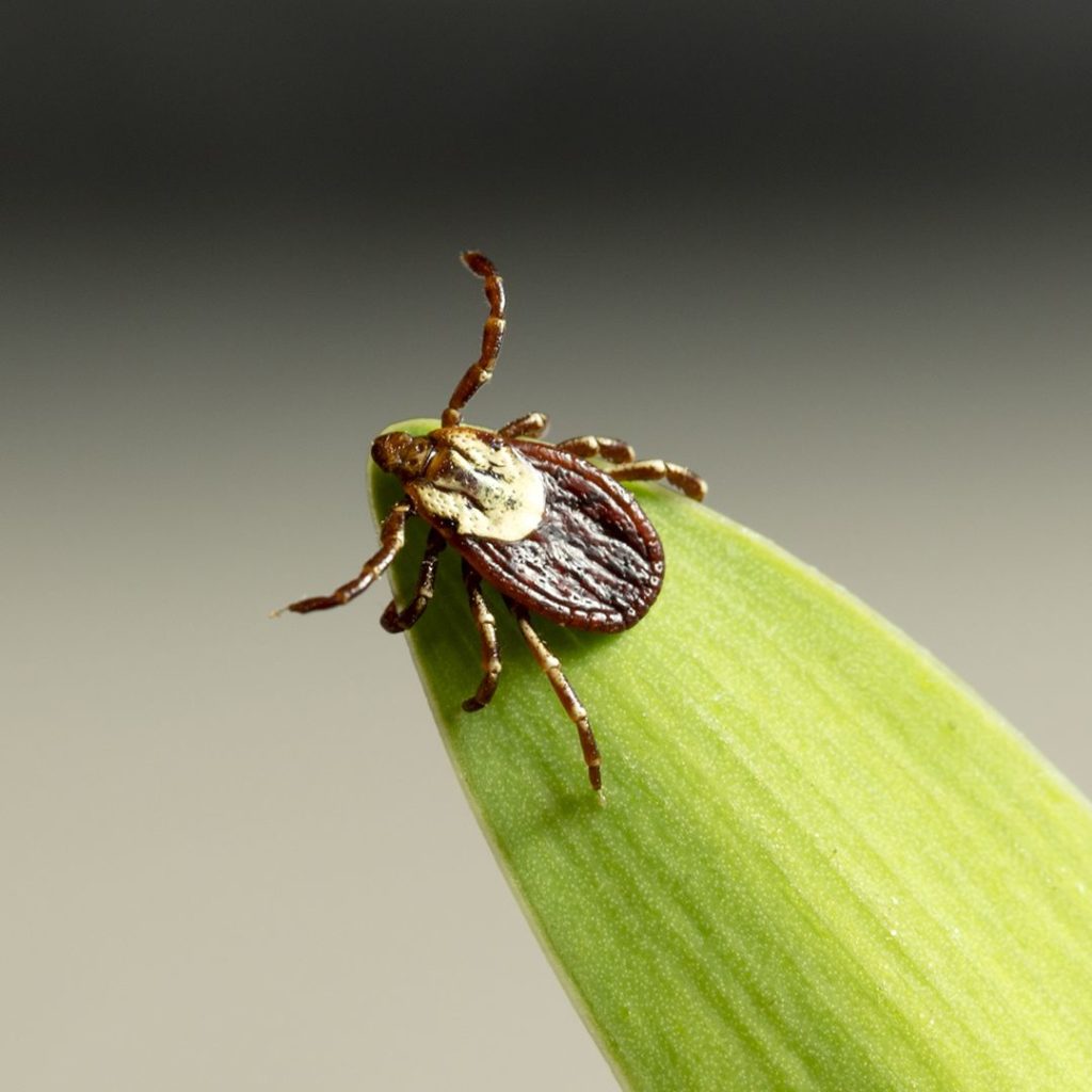 Why It Is So Important to Have Flea and Tick Control for Your Yard… A