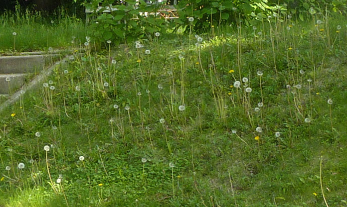 Lawn Care Tips… How to Get Rid of Weeds in Your Lawn