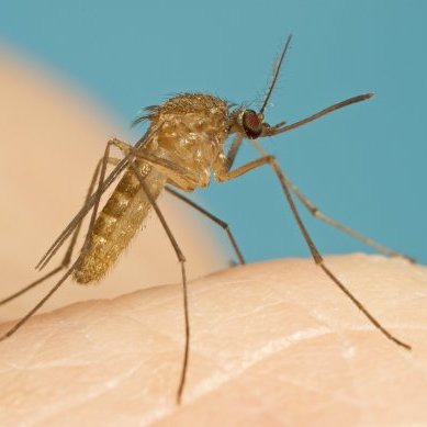 how to solve mosquito problem at home