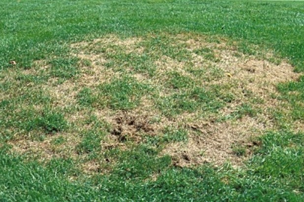 Is Your Lawn Brown in Patches? You Could Have Lawn Grubs 