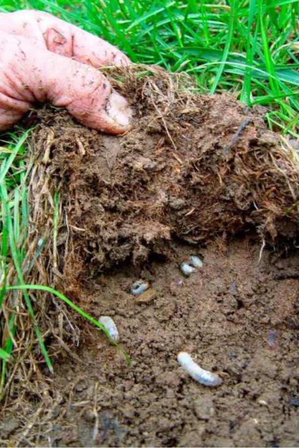 Is Your Lawn Brown in Patches? You Could Have Lawn Grubs and Need To Apply  a Grub Worm Treatment