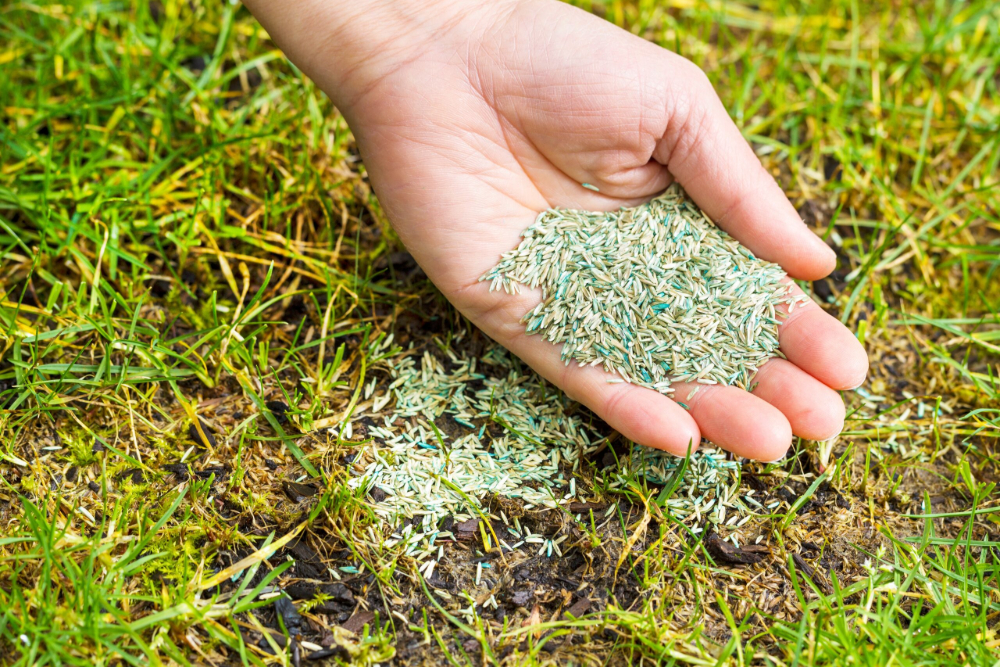 Lawn Tips – When Is The Best Time To Reseed Your Lawn?