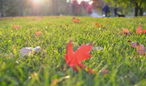 Tips On How to Best Cut Your Grass Before Winter To Be Ready For Next Spring…