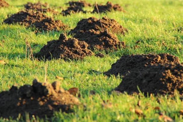 Mole Control | A&A Lawn Care & Landscaping