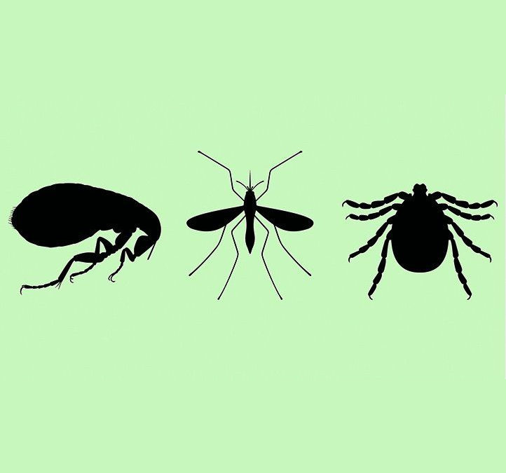 Service and Homemade Remedy Tips To Get Rid of Fleas, Ticks, and Mosquitoes In Your Yard…