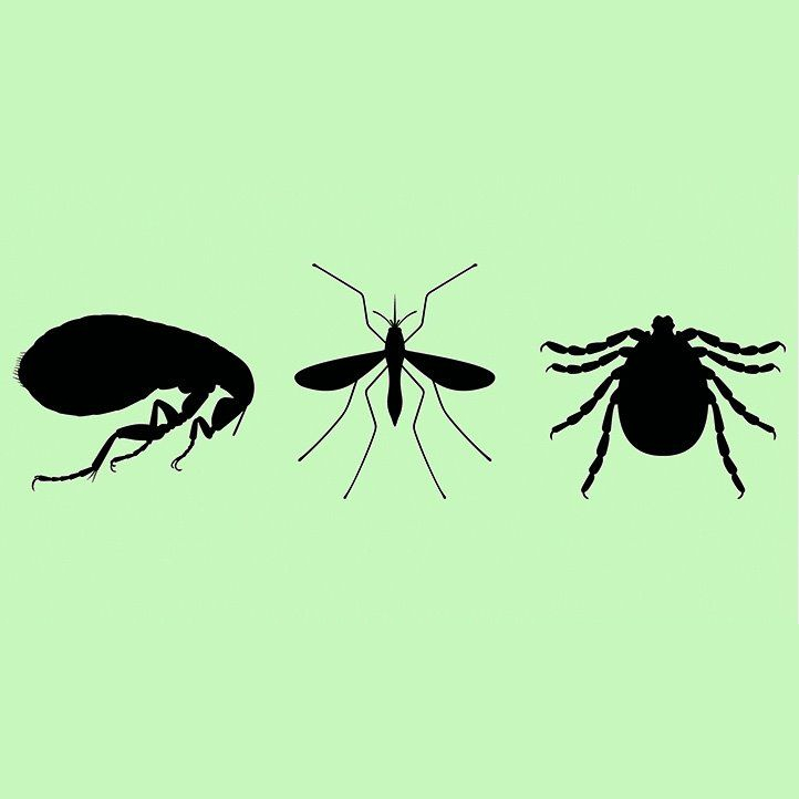 How to Get Rid of Fleas in Your Home Once and For All (2020) - 22 Words