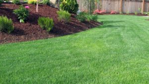 Lawn Fertilization And Weed Control