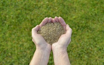 Why Your Lawn Needs Overseeding in the Fall and Spring To Promote New Grass Growth and Prevent Weeds From Spreading…