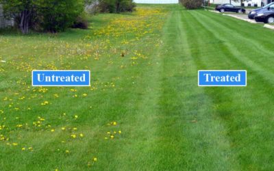 4 Ways Your Lawn Can Benefit From Ongoing Weed Control…