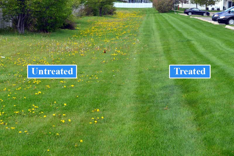 Boost Your Lawn's Health: Apply Weed And Feed Before Or After Mowing?