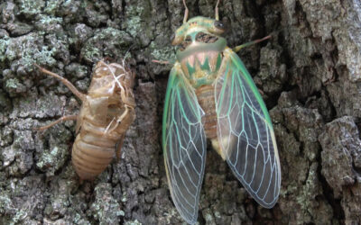 The Cicadas Are Coming! The Cicadas Are Coming! Here’s What to Know…