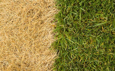 How To Revive Dead Grass and Keep It Healthy All Summer Long…