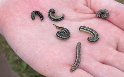 Army Worms Are Headed Our Way! See What They Are and How to Protect Your Lawn…
