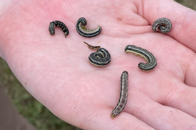 download army worms in lawn