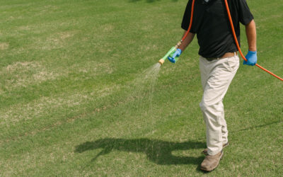 Why Do I Need To Fertilize My Lawn?