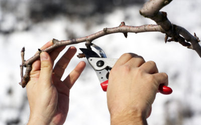 TOP SERVICES FOR February… Tree/Shrub Maintenance, Commercial Snow Removal, Gutter Cleaning, and Outdoor Construction…