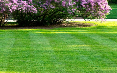 6 Tips To Get Your Lawn In Shape This Spring and Ready for the Summer…