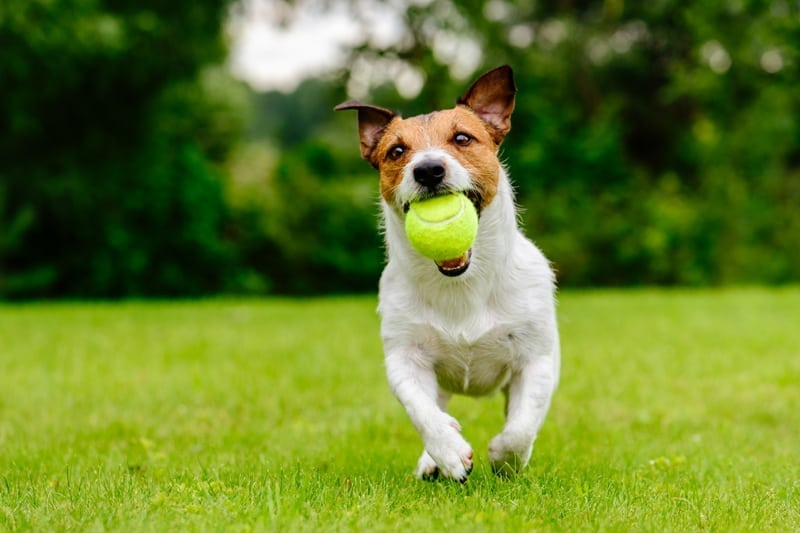 Lawn Care Advice – 5 Pet-Friendly Lawn Care Tips…