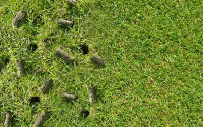 How Core Aeration Can Boost The Health Of Your Lawn…