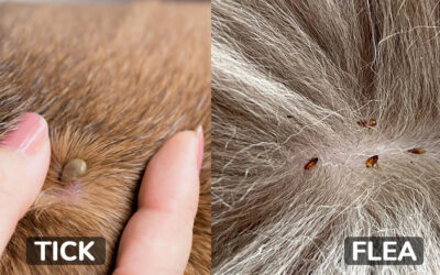 How to Identify and Control Fleas and Ticks in Your Lawn…