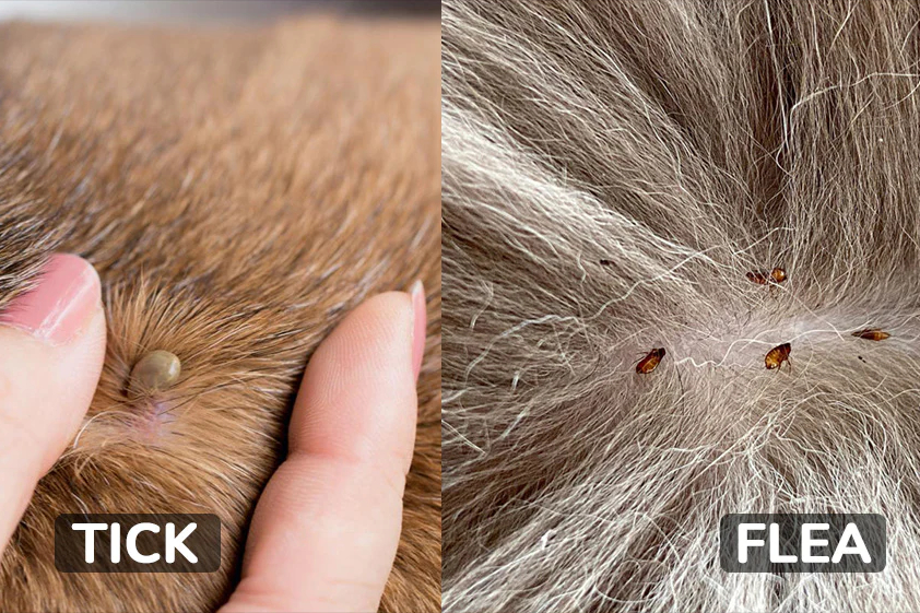 How to Identify and Control Fleas and Ticks in Your Lawn… | A&A Lawn ...