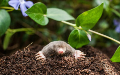 Reclaim Your Lawn: Proven Strategies to Eliminate Moles and Keep Them Away…