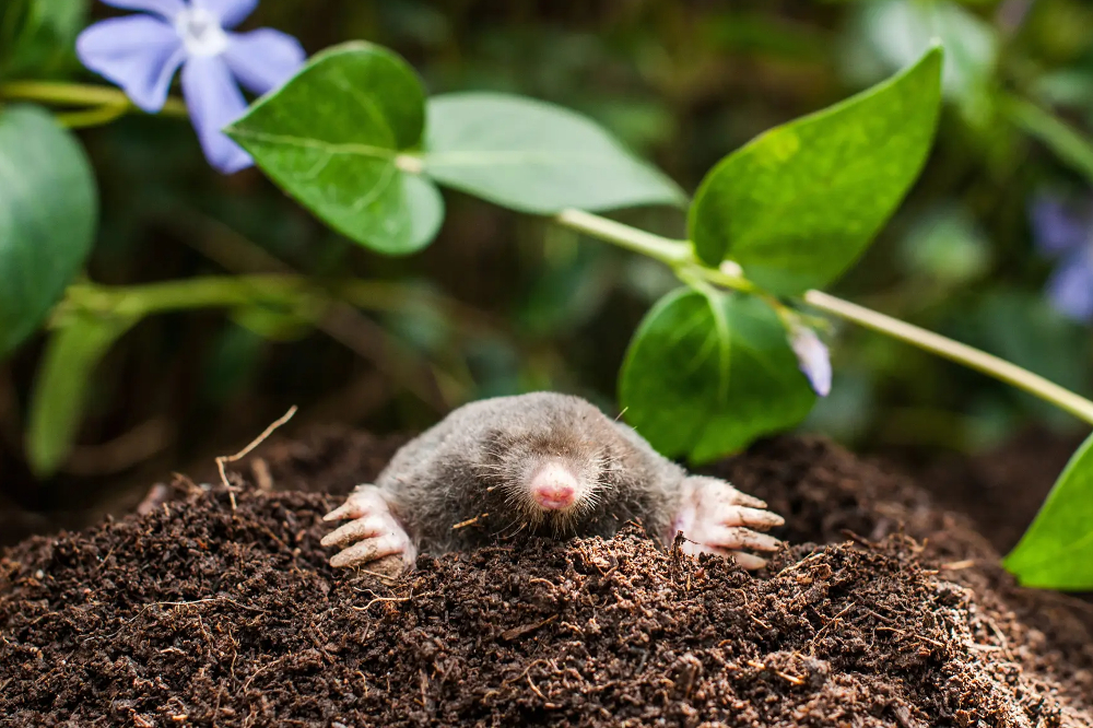 Reclaim Your Lawn: Proven Strategies to Eliminate Moles and Keep Them ...