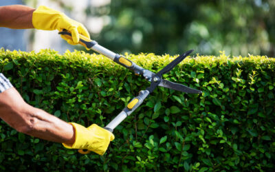 The Many Benefits of Meticulous Tree and Shrub Landscaping Maintenance…